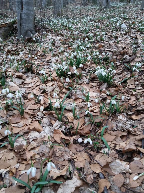 Pensiunea Piatra Graitoare Vartop Dış mekan fotoğraf