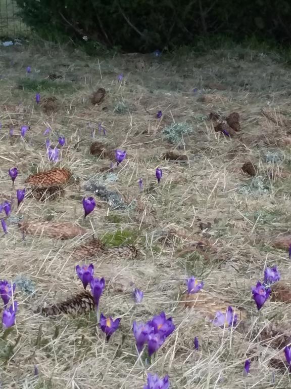 Pensiunea Piatra Graitoare Vartop Dış mekan fotoğraf