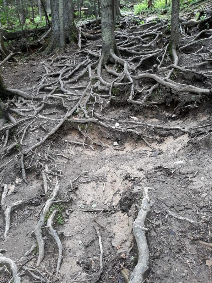 Pensiunea Piatra Graitoare Vartop Dış mekan fotoğraf